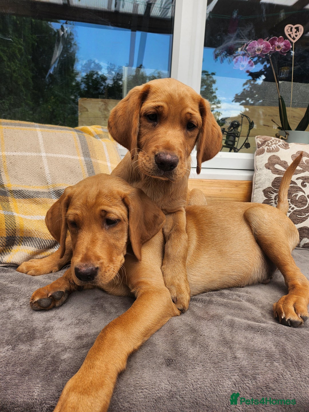 Labrador Retriever dogs for sale: KC Reg Fox Red Labrador Male. Fully vaccinated. in Mold - Image 2