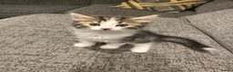 Mixed Breed cats for sale: Adorable kittens ready for new homes  - Advert 4