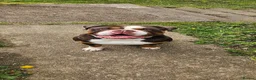 Olde English Bulldogge dogs for sale: Chocolate tri Old English Bulldogge in Plymouth - Advert 2