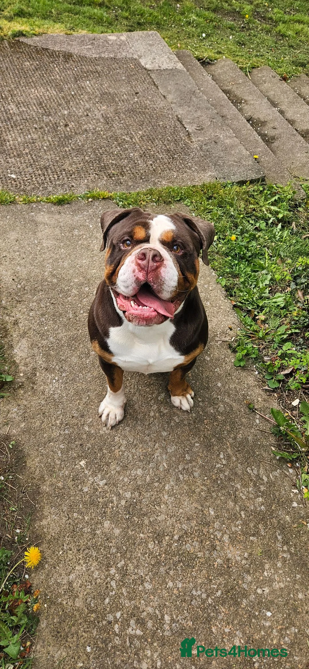 Olde English Bulldogge dogs for sale: Chocolate tri Old English Bulldogge in Plymouth - Advert 2