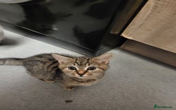 Mixed Breed cats for sale: 4 Kittens for sale - Image 7