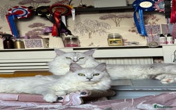 Maine Coon cats for sale: Outstanding Blue Silver Shaded Maine Coon Kittens - Image 26