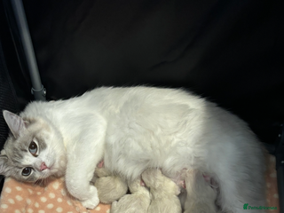 Ragdoll cats Gorgeous Ragdoll Kittens - Advert 9