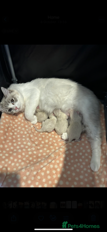 Ragdoll cats - Advert 1