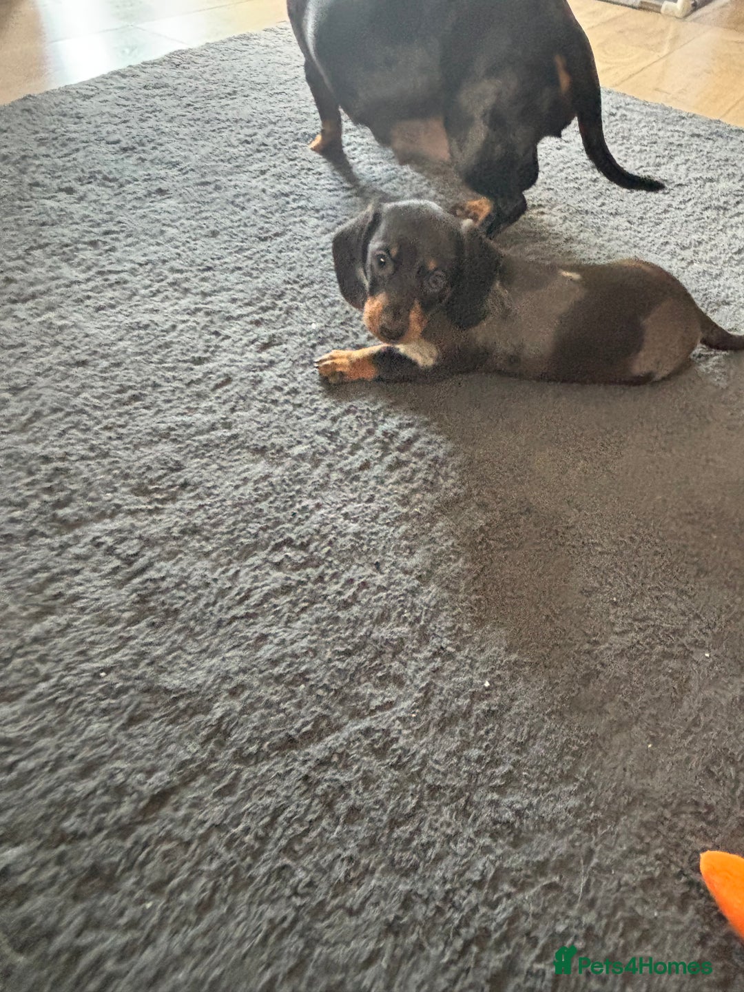 Miniature Dachshund dogs for sale: READY IN ONE WEEK! miniature dachshund puppies ⭐️ - Image 16