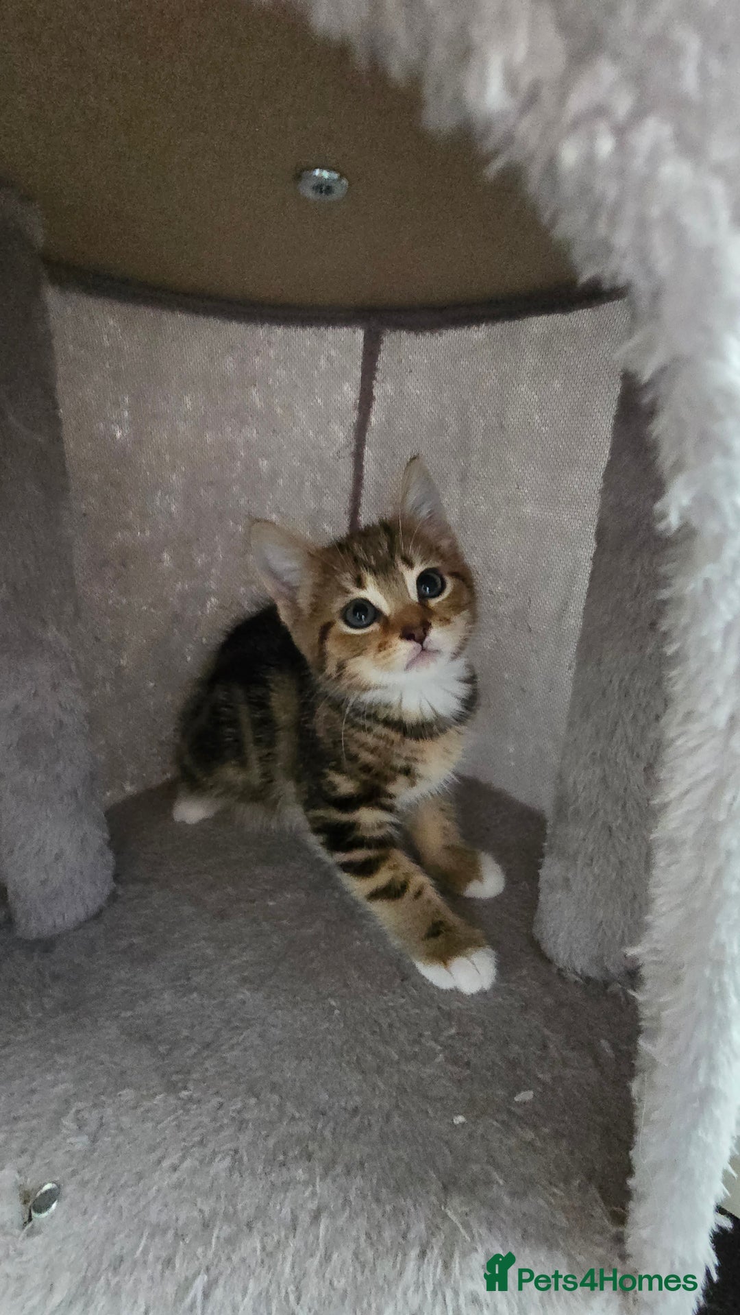 Mixed Breed cats for sale: 5 Kittens for sale - Image 22
