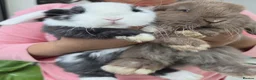 Mini Lop rabbits for sale: Purebred Minilops - 5 LEFT - Advert 5
