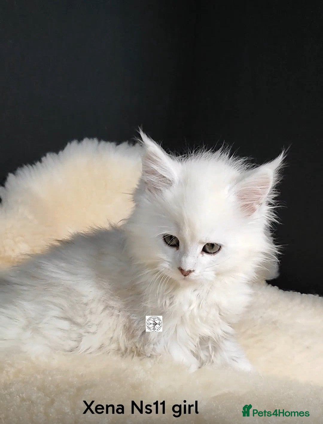 Maine Coon cats One boy and one girl left ‼️ - Advert 7