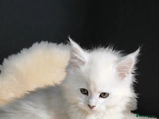 Maine Coon cats One boy and one girl left ‼️ - Advert 5