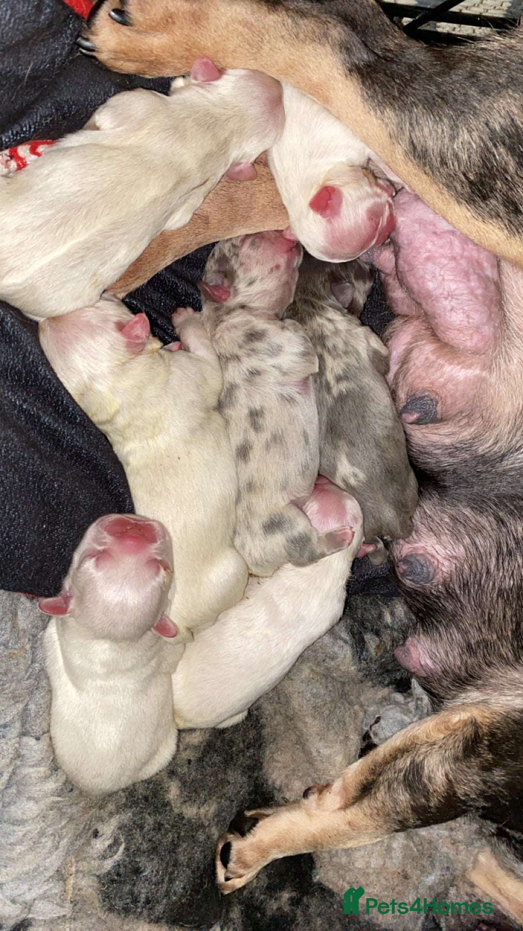 French Bulldog dogs for sale: High Quality french bulldogs! in Edgware - Image 3