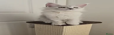 Maine Coon 4