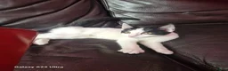 Mixed Breed cats for sale: Kittens - Advert 9