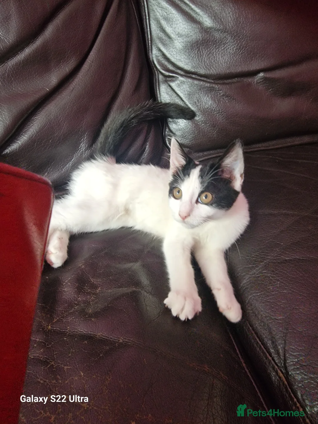 Mixed Breed cats for sale: Kittens - Advert 10