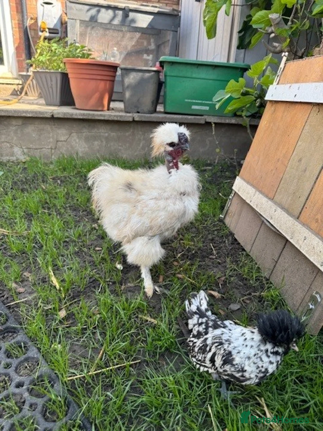 Chickens poultry for sale: Roosters for sale (and some hens) - Advert 6