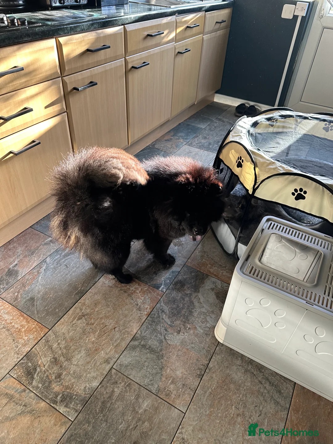 Chow Chow dogs for sale: Kc Black Adult Girl - Advert 5