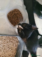 Mixed Breed cats - Advert 13