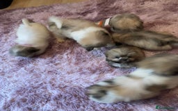 Lhasa Apso dogs for sale: Lhasa Apso Puppies 🐶  - Image 30