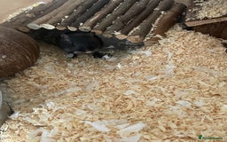 Gerbil rodents for sale: 2 male gerbils  - Image 3