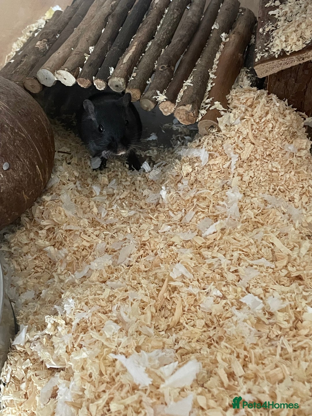 Gerbil rodents for sale: 2 male gerbils  - Image 3