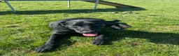 Labrador Retriever dogs for sale: Gorgeous trained Labrador available for new home  in Witney - Advert 11