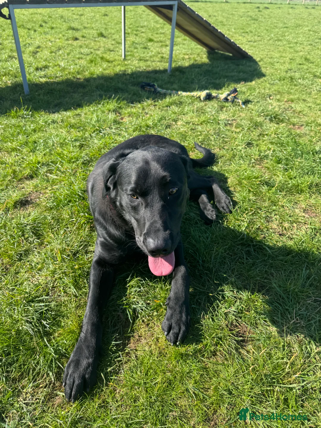 Labrador Retriever dogs for sale: Gorgeous trained Labrador available for new home  in Witney - Advert 11