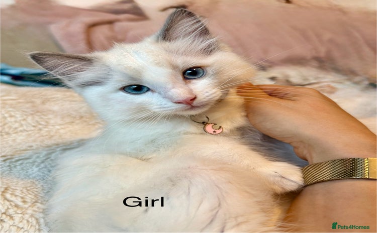 Ragdoll cats - Advert 4