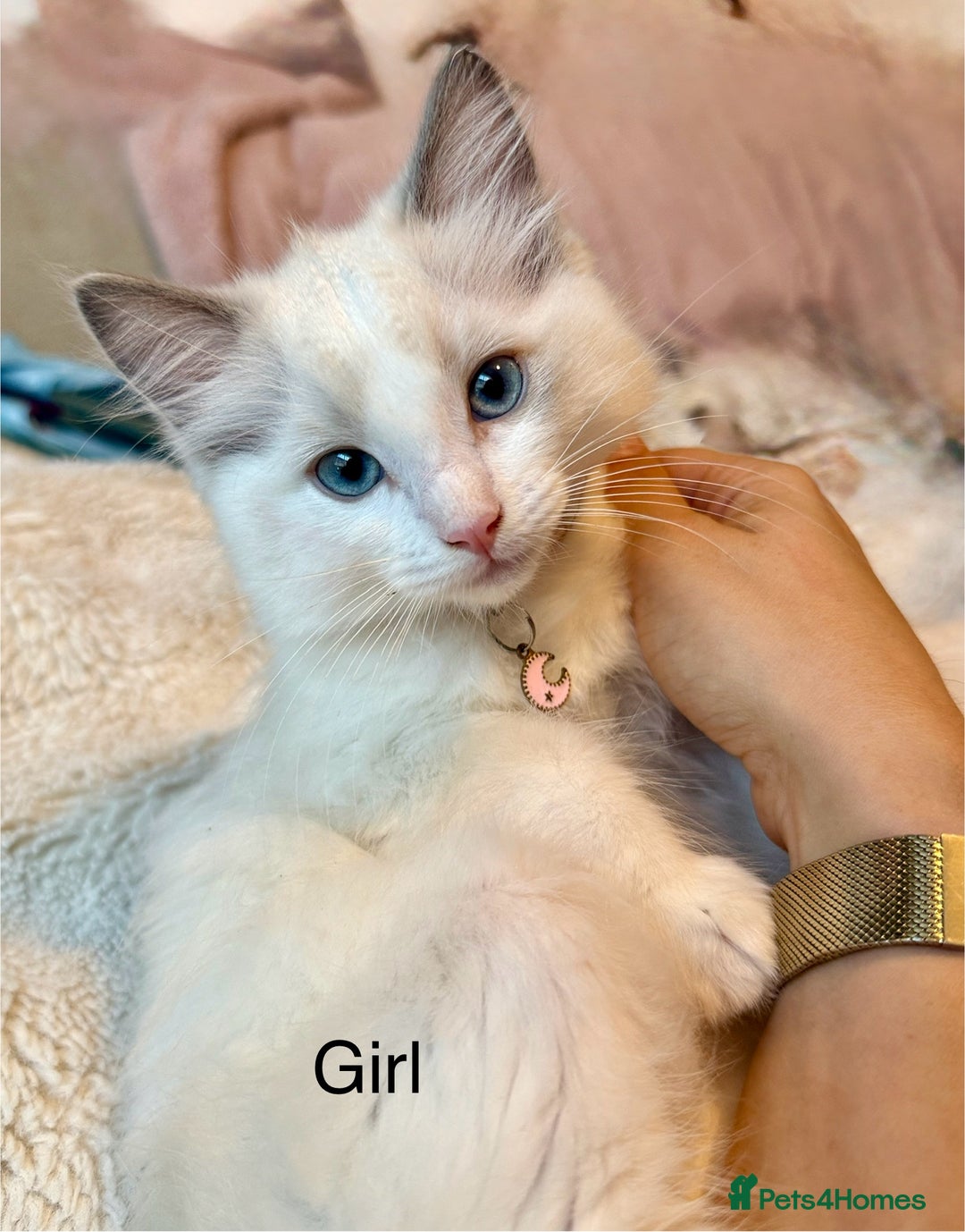 Ragdoll cats for sale: Beautiful Ragdoll cats  - Image 1