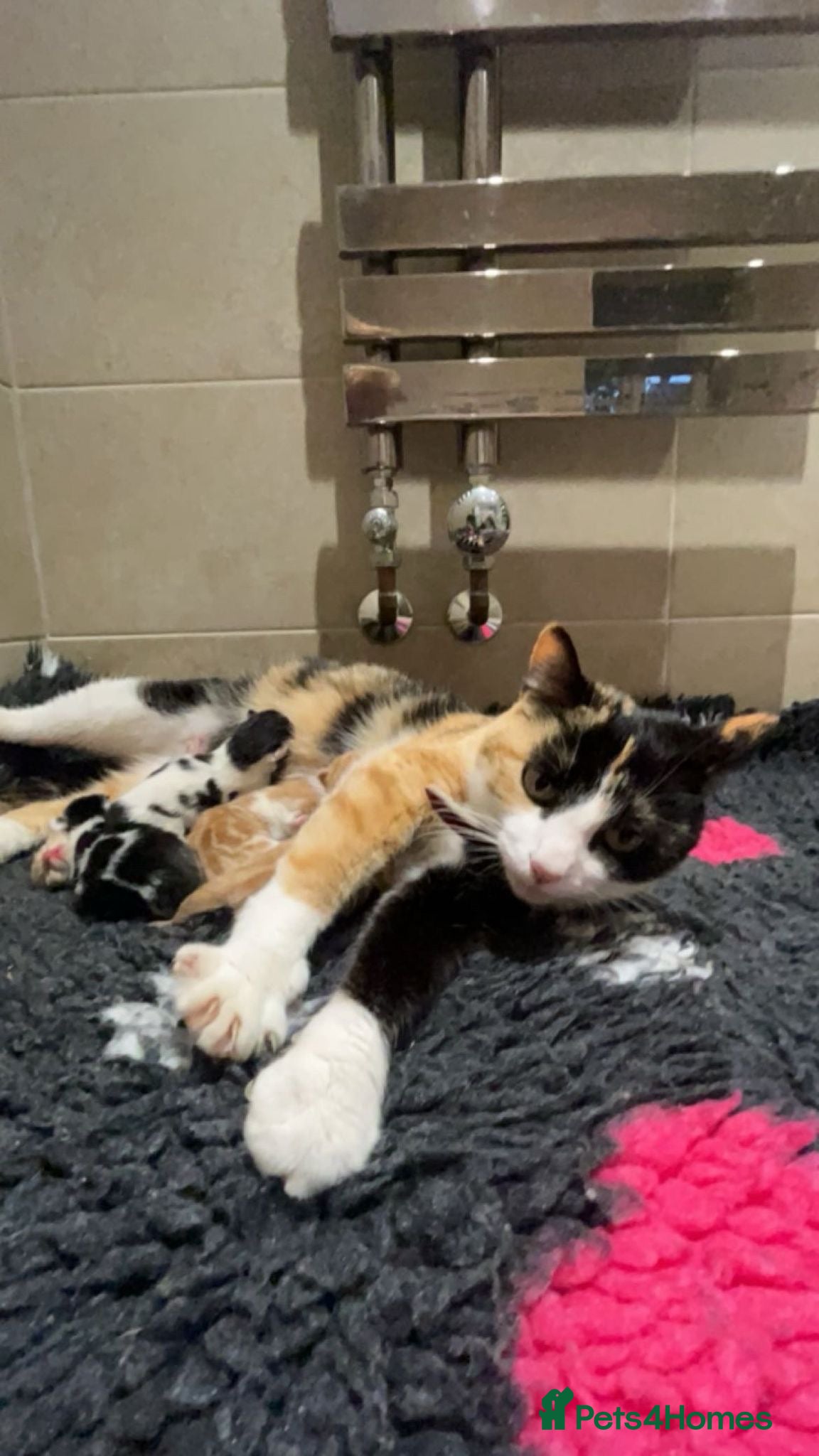 Mixed Breed cats 3 lovely kittens   - Advert 4