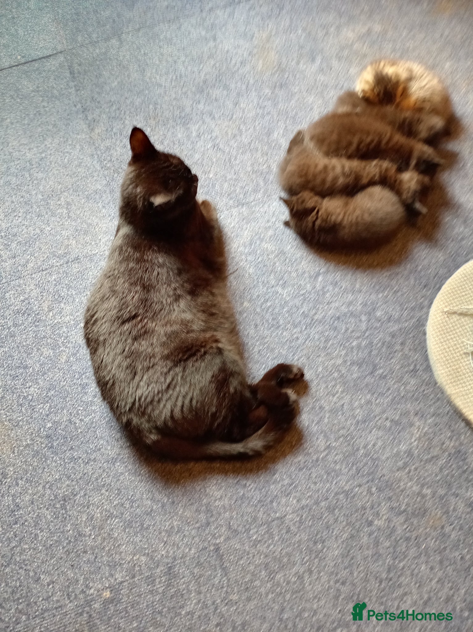 Mixed Breed cats kittens - Advert 1