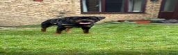 Rottweiler dogs for stud: Proven HEALTH TESTED KC registered Rottweiler stud in Witney - Advert 8