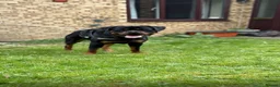 Rottweiler dogs for stud: HEALTH TESTED & HIP/ELBOW SCORED KC REG STUD in Witney - Advert 8