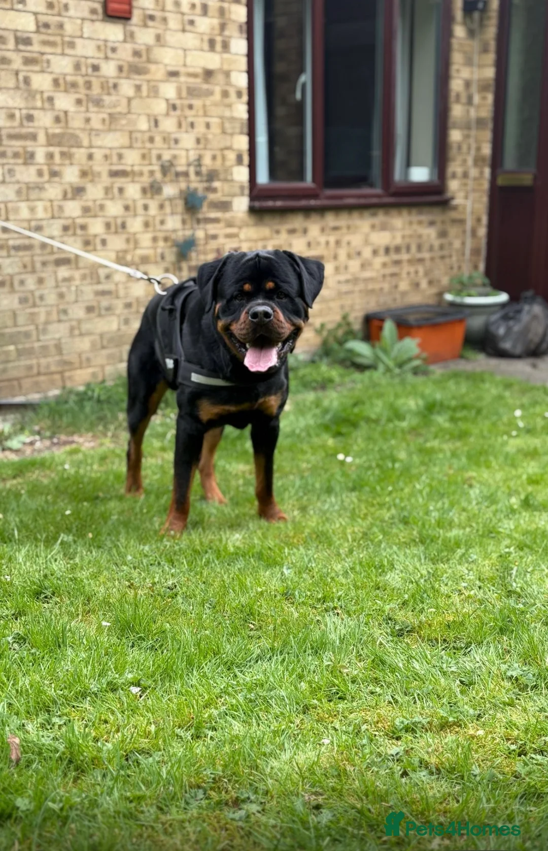 Rottweiler dogs for stud: HEALTH TESTED & HIP/ELBOW SCORED KC REG STUD in Witney - Advert 8