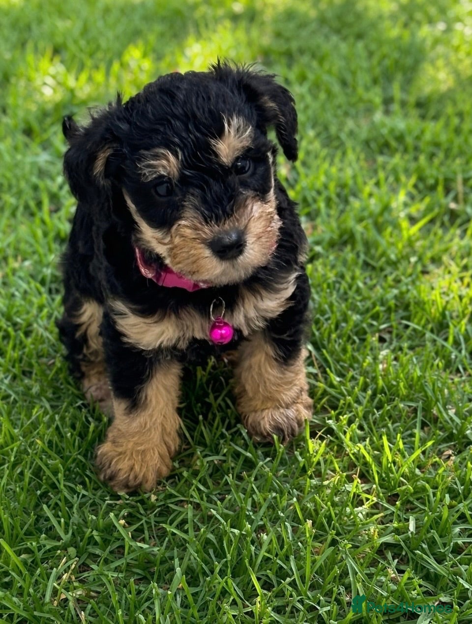 Schnoodle dogs F1 SCHNOODLE PUPPIES - Advert 1