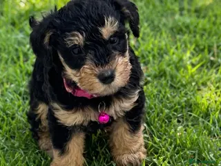 Schnoodle dogs F1 SCHNOODLE PUPPIES - Advert 5