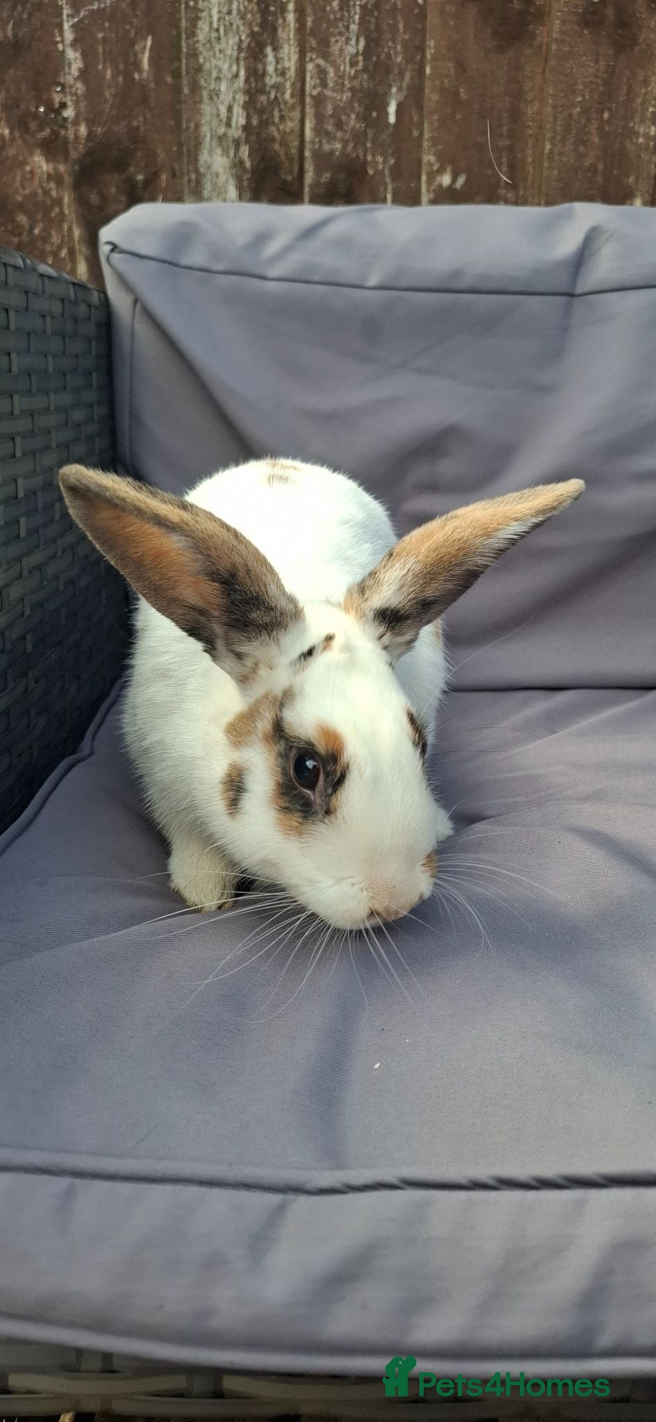 Mixed Breed rabbits Adult male rabbit - Advert 1