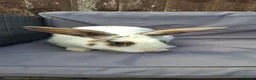 Mixed Breed rabbits for sale: Adult male rabbit - Advert 1