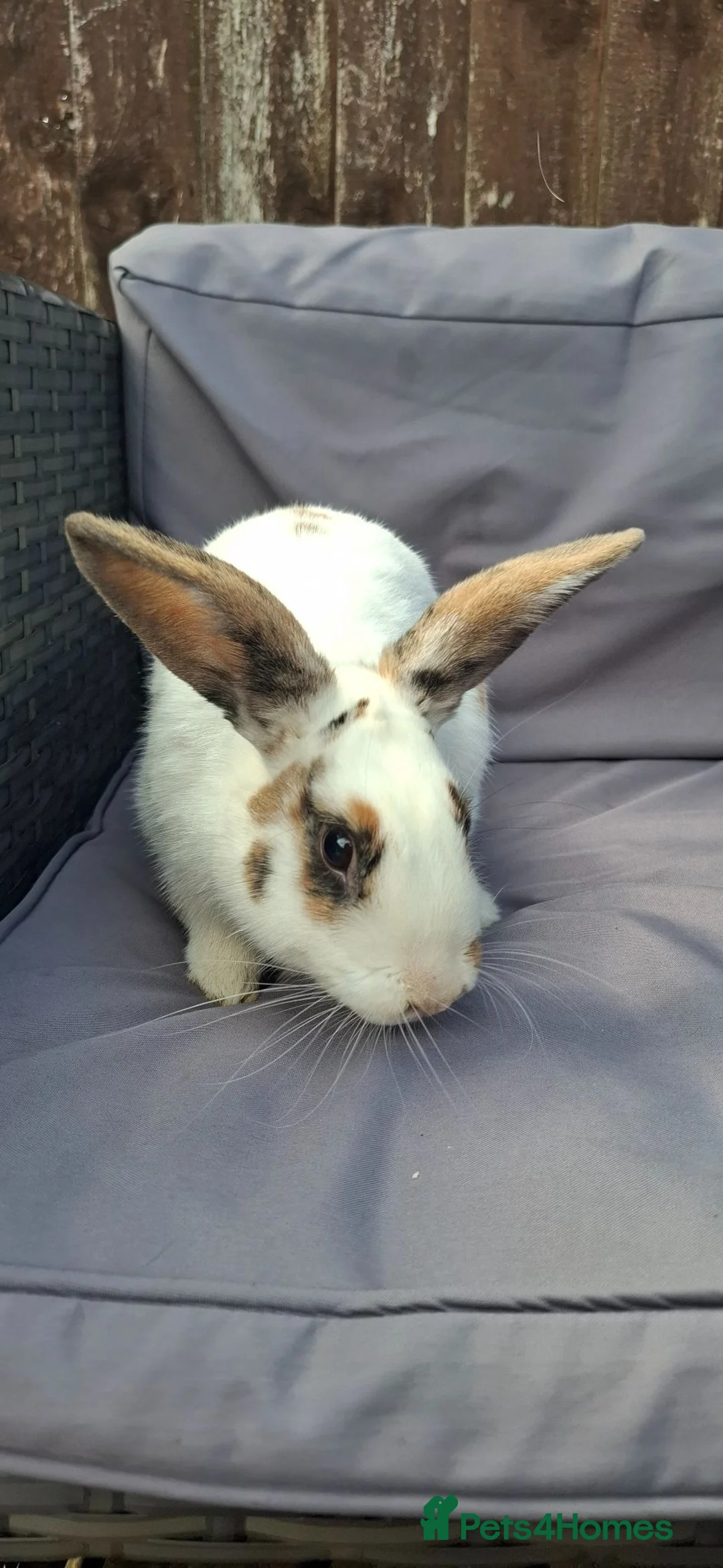 Mixed Breed rabbits for sale: Adult male rabbit - Advert 1