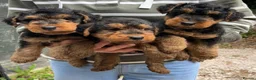 Welsh Terrier dogs for sale: Top Quality KC Reg PLL Clear Welsh Terrier Puppies - Advert 3
