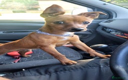 Miniature Pinscher dogs for stud: Beautiful Miniature Pinscher STUD dog - Image 6