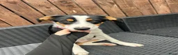 Border Collie dogs for sale: Border collie puppy female  - Advert 12