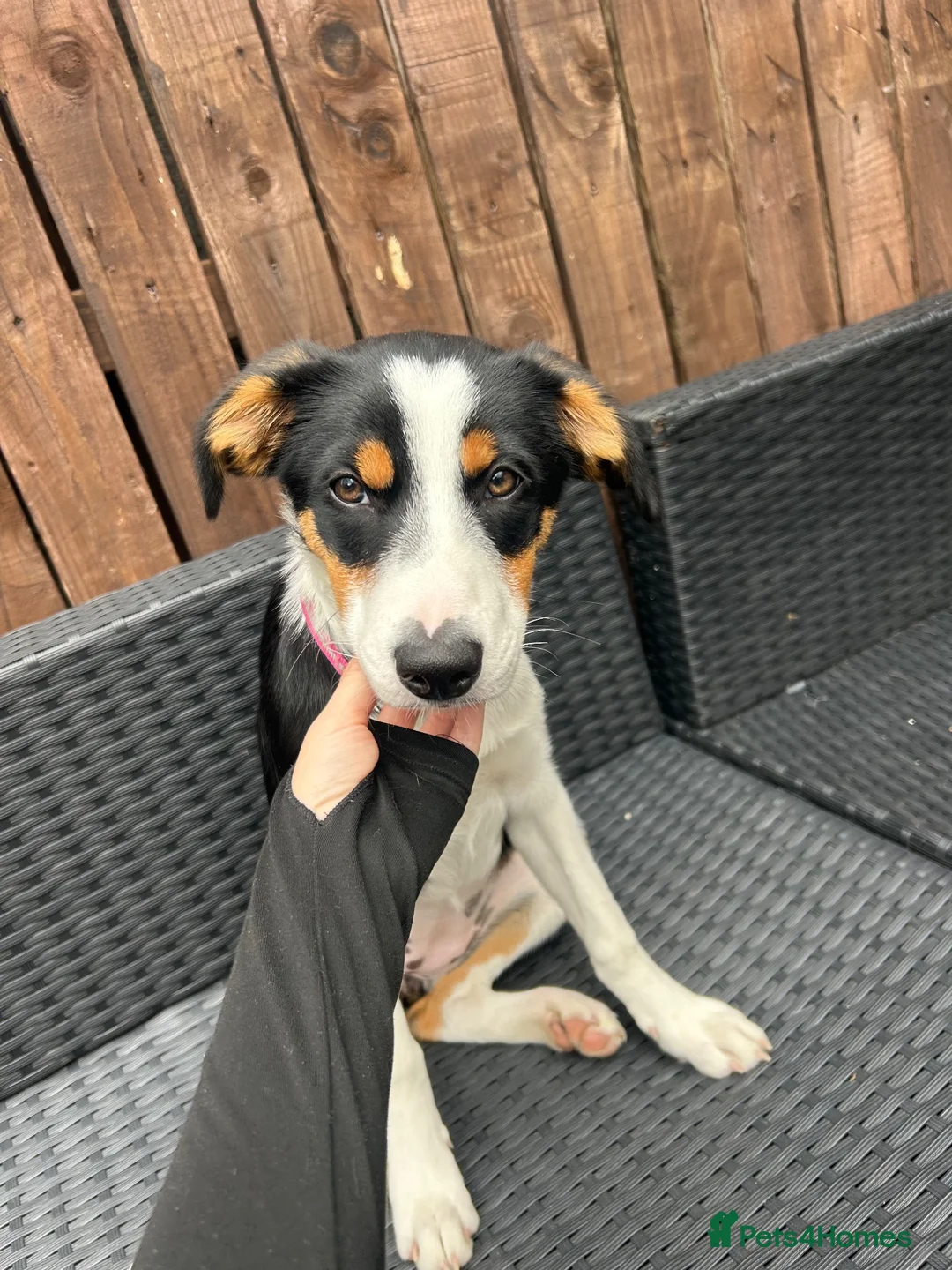 Border Collie dogs for sale: Border collie puppy female  - Advert 12