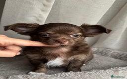 Chihuahua dogs for sale: XXS Tiny Chihuahua Long,Last Girl,Merle Blue Eye - Image 6