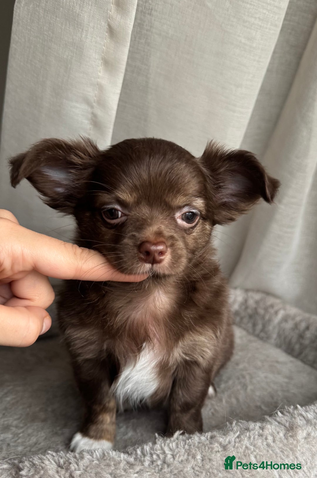 Chihuahua dogs for sale: XXS Tiny Chihuahua Long,Last Girl,Merle Blue Eye - Image 6