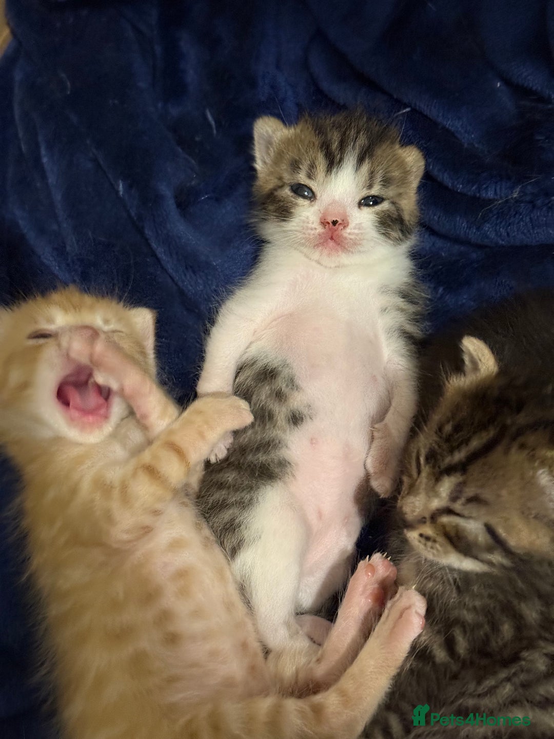 Domestic Shorthair cats for sale: Domestic Shorthair - Image 3