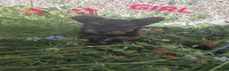 Yorkshire Terrier dogs for sale:  Yorkshire Terrier Puppies  - Advert 5