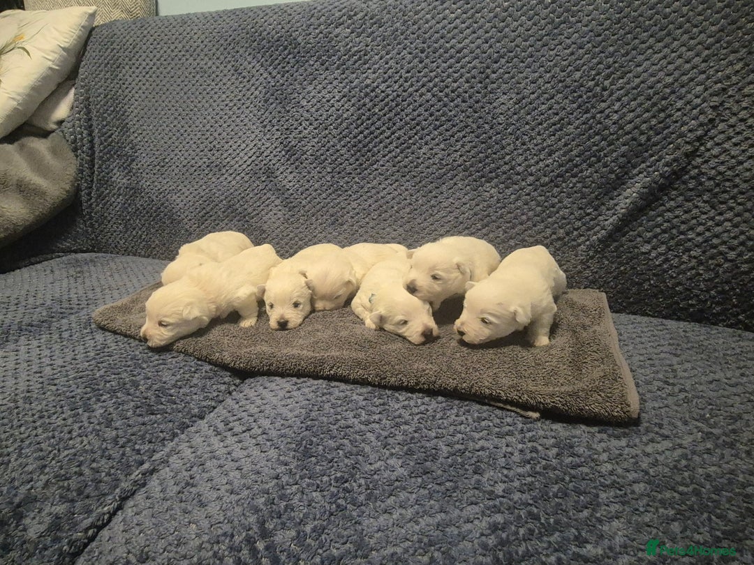 West Highland Terrier dogs for sale: Westhighland Terrier - Advert 14