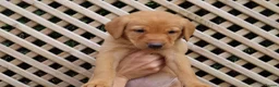 Labrador Retriever dogs for sale: Beautiful KC Registered Labrador Puppies - Advert 16