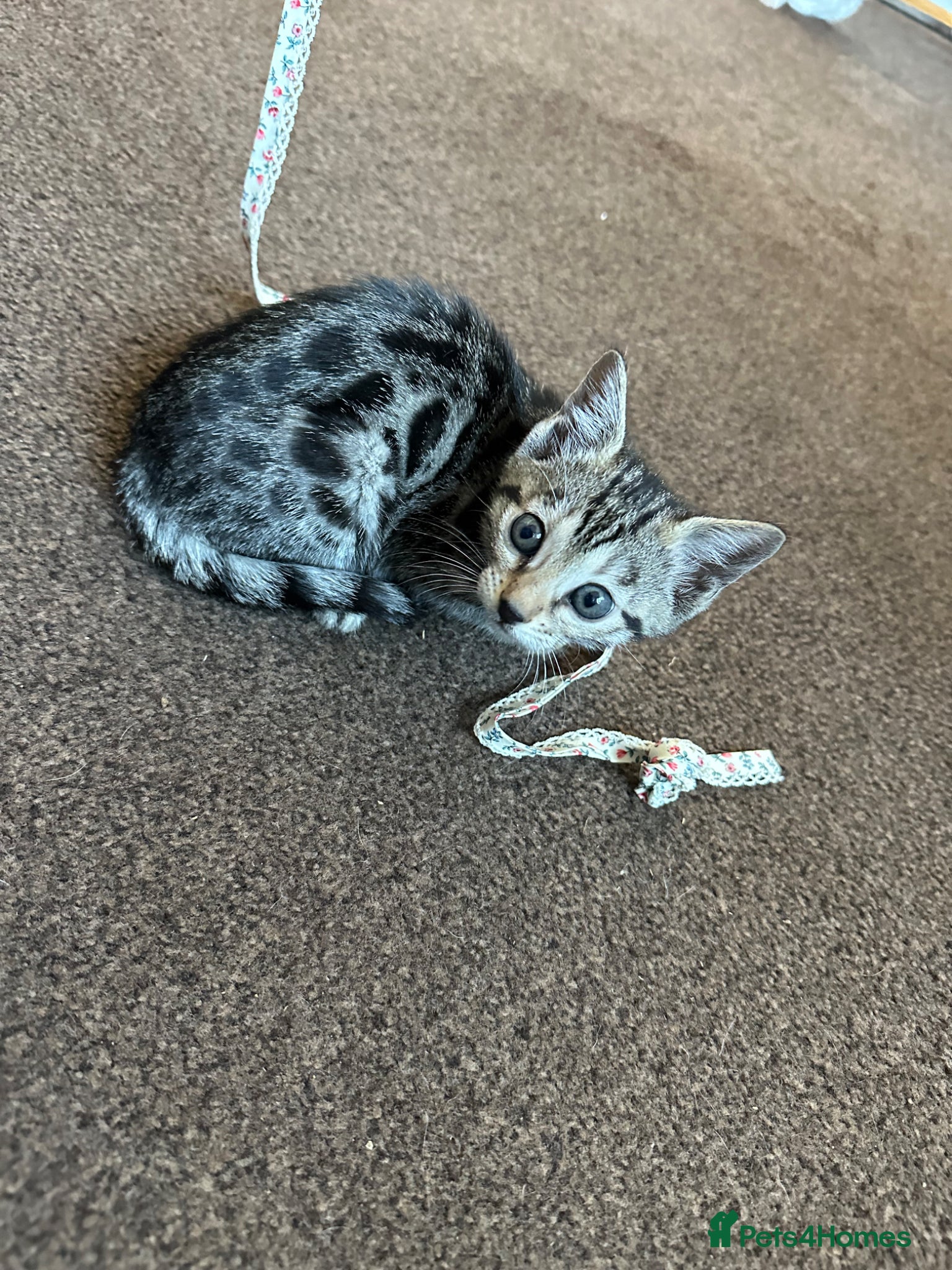 Bengal cats We have two Bengal kittens for sale - Advert 14