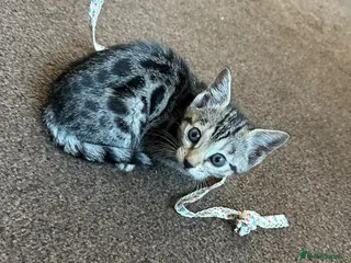 Bengal cats We have two Bengal kittens for sale - Advert 14