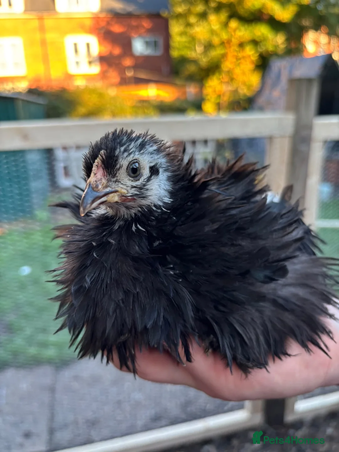 Chickens poultry for sale: Stunning pekin bantams + frizzles  - Advert 2